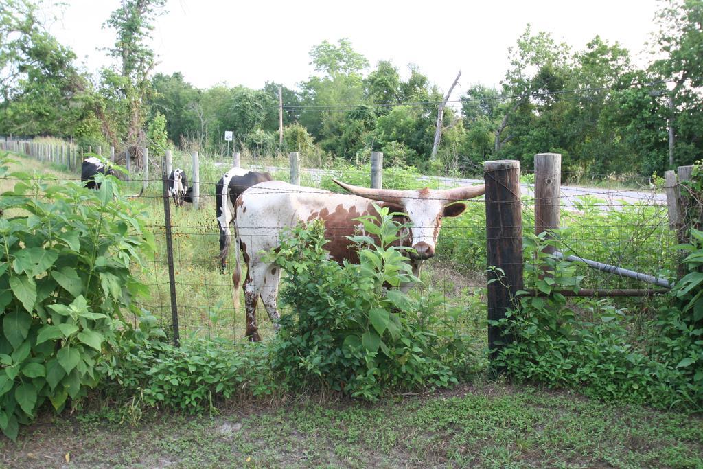 Onion Creek Cottage ออสติน ภายนอก รูปภาพ